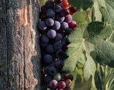 Eladó ipari ingatlan Kerékteleki 750 000 Ft