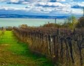 Örök Balaton Panorámája