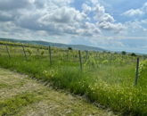 Eladó telek/földterület Balatoncsicsó 43 000 000 Ft