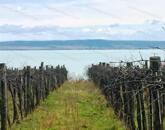 Örök Balaton Panorámája