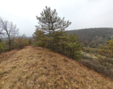 Eladó telek/földterület Kincsesbánya 49 000 000 Ft