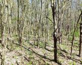 Eladó erdő Szentgál közelében