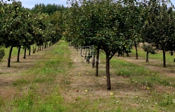 Eladó telek/földterület