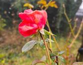 Eladó felújítandó családi ház Balatonfüred központi, mégis csendes részén