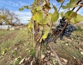 Eladó telek/földterület Keszü 9 900 000 Ft