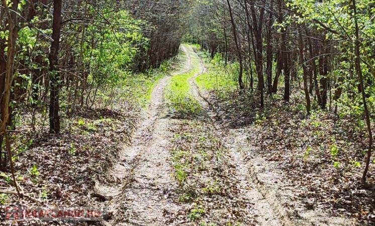 Eladó erdő Szentgál közelében