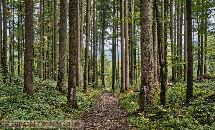 Eladó 6,7864 ha erdő Zala megyében                                 