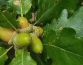 Dörgicsei mezőgazdasági terület az óriás tölgyfasor mentén