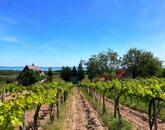 Panorámás -eladó GAZDASÁGI ÉPÜLET és MEZŐGAZDASÁGI TERÜLET TAGYONBAN