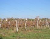 Kertes mezőgazdasági terület Vörösmálon