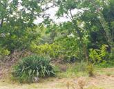 Tájvédelmi zöldövezet közelében építési telek