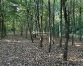 Eladó családi ház Kecskemét 650 000 000 Ft