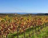 ,Balaton panorámája,természet közelsége,