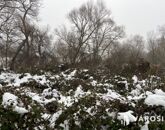 Eladó telek/földterület Budakalász 6 000 000 Ft