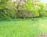 Eladó telek/földterület Zalaköveskút 7 900 000 Ft