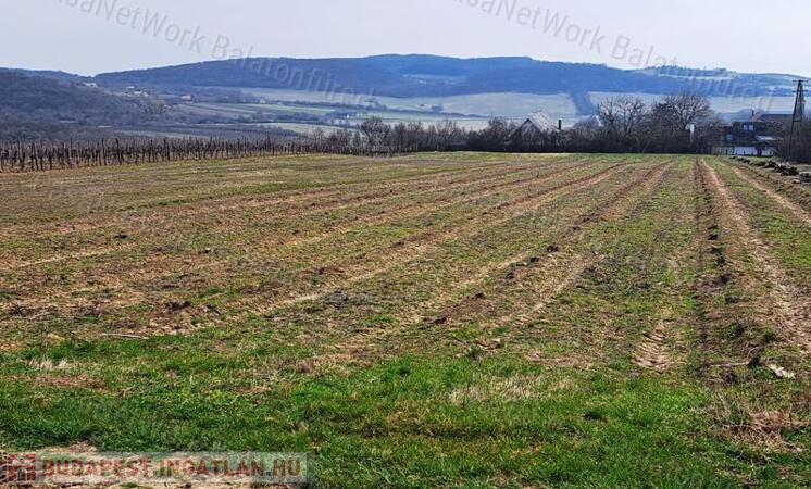 PANORÁMÁS SZŐLŐ A NIVEGY-VÖLGY SZÍVÉBEN SZENTJAKABFÁN                                 