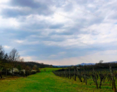 Építhető szőlő terület Balatonakali