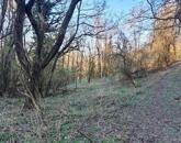 Fás, erdős terület - eladó MEZŐGAZDASÁGI TERÜLET KAPOLCSON