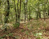 Eladó üdülő/nyaraló Dunabogdány 7 900 000 Ft