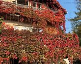 Eladó családi ház Solymár 149 000 000 Ft