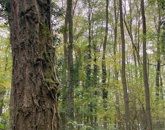 Eladó telek/földterület Bocfölde 10 900 000 Ft