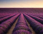 Levendula ültetvény a Balaton-felvidéken