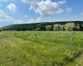 Eladó telek/földterület Balatoncsicsó 43 000 000 Ft