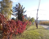 Eladó telek/földterület Pomáz 55 000 000 Ft