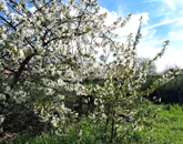 Eladó családi ház Tököl 65 000 000 Ft