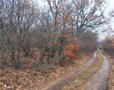 Eladó 1/1 tulajdonú ERDŐ BALATONUDVARIBAN