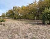 Eladó 1579 m²-es természetközeli, belterületi telek Cegléden