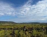 Eladó szőlőterület Zánkán