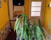 Eladó családi ház Debrecen 33 000 000 Ft