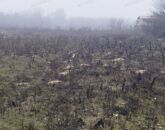 Eladó telek/földterület Dabas 16 000 000 Ft