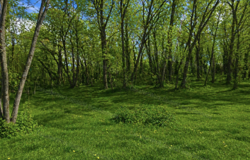 Eladó telek/földterület