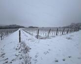 PANORÁMÁS SZŐLŐ A NIVEGY-VÖLGY SZÍVÉBEN - SZENTJAKABFÁN