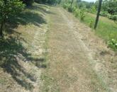 Eladó 2500 nm-es zártkert Szomód külterületi részén!