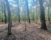Eladó ERDŐ KÖVESKÁLON - a településhez közel