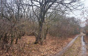 Eladó telek/földterület