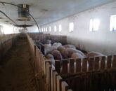 Eladó telek/földterület Újlengyel 200 000 000 Ft