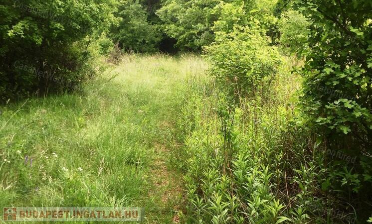 ERDŐ a Balaton-felvidéken, Balatonakali keleti oldalán.                                 