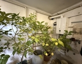 Eladó családi ház Pécs 74 900 000 Ft