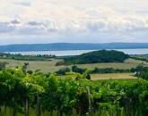 Balatoni panorámás -Szőlős kert