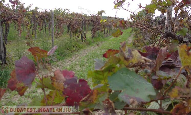 Tiszakürtön eladó termő szőlő külterületen!                                 