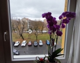 Eladó lakás Pécs 36 900 000 Ft