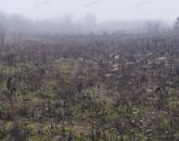 Eladó telek/földterület Dabas 16 000 000 Ft