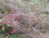 Eladó telek/földterület Cserszegtomaj 11 000 000 Ft