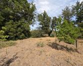 ELADÓ 1216 M²-ES TELEK CEGLÉD-ÖREGSZŐLŐBEN