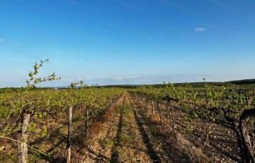 Eladó telek/földterület