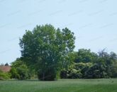 Eladó telek/földterület Cserszegtomaj 69 000 000 Ft